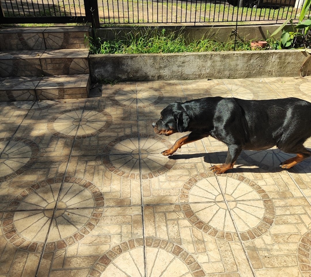 Filhotes de Rottweiler  - Foto 3