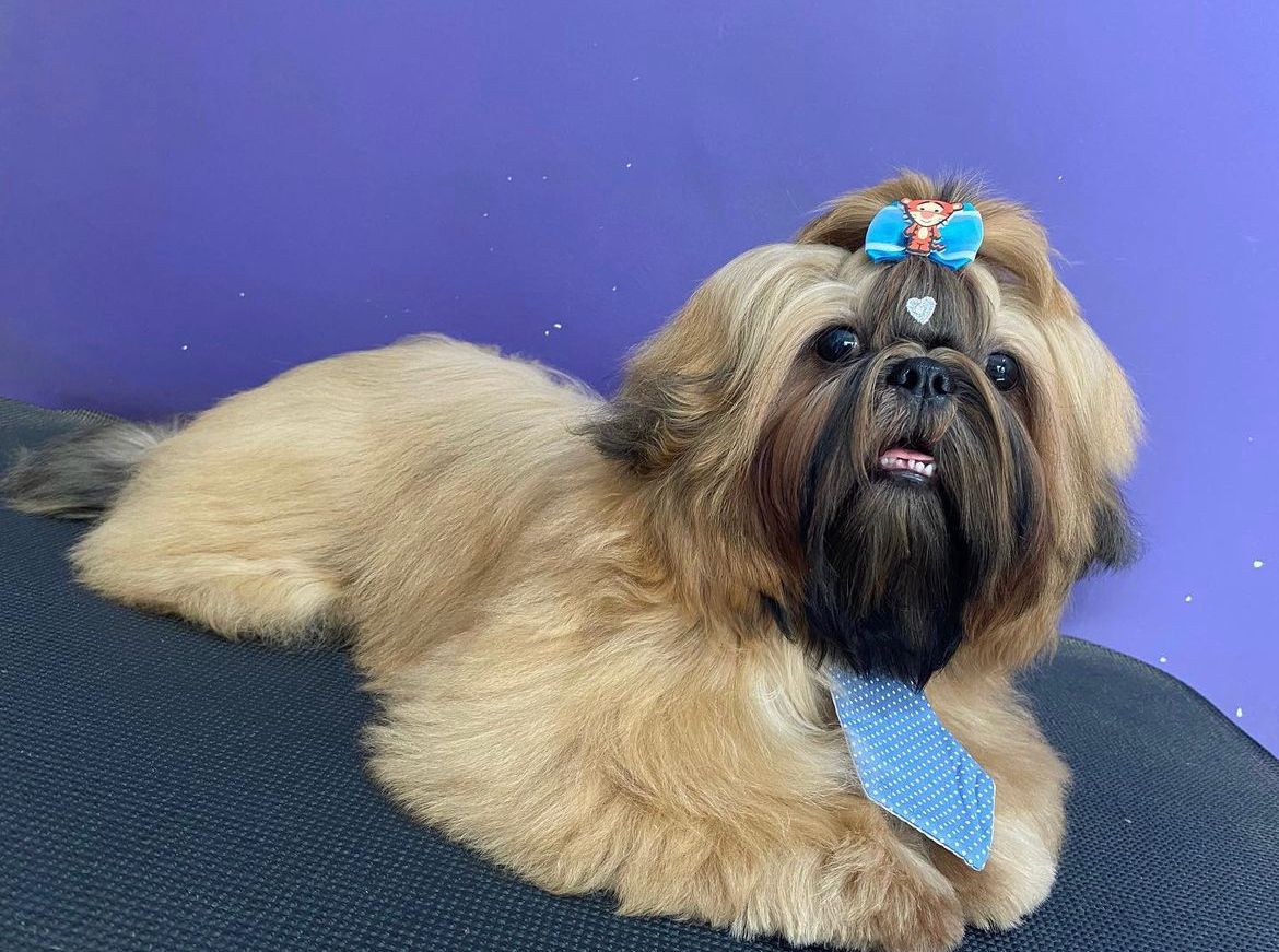 Portal Vendocão Filhotes de Shih Tzu  Cassia