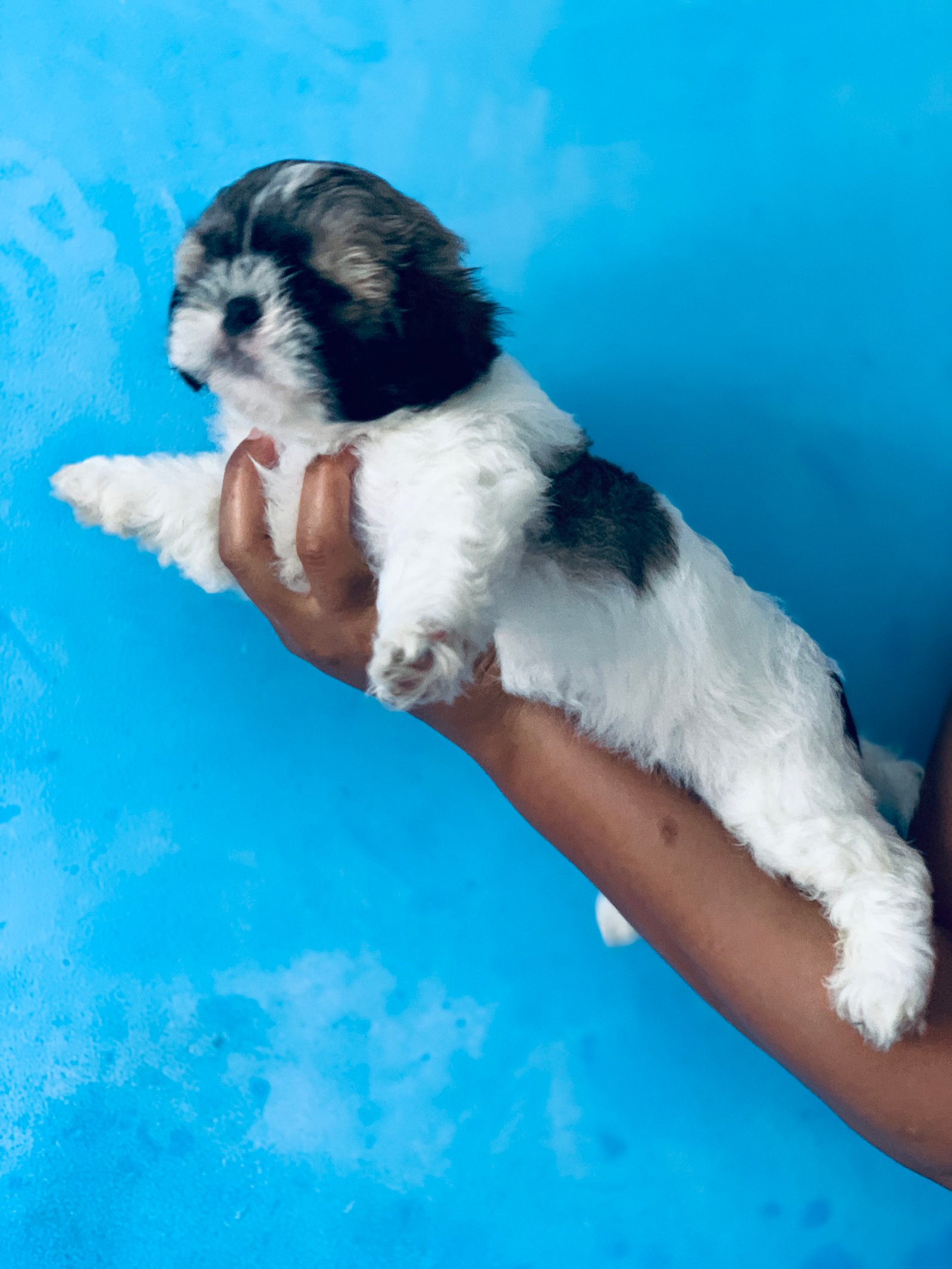 Shih tzu fêmea puro 