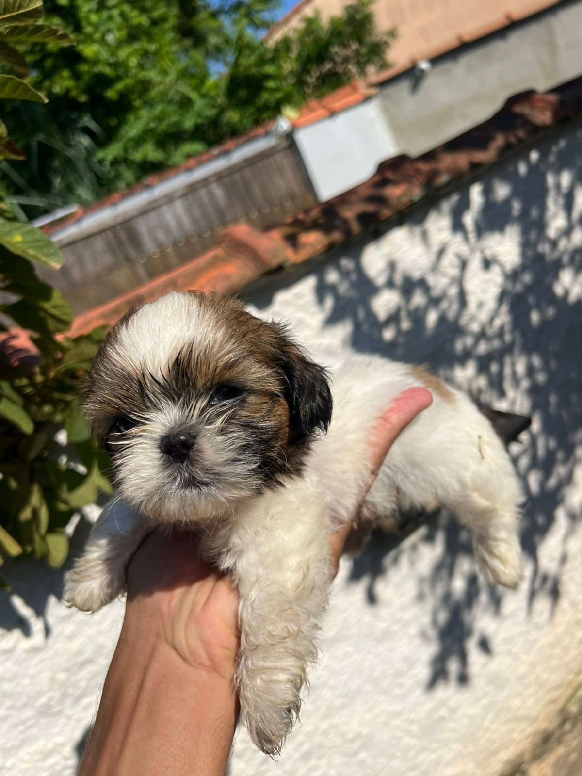 Vendo filhote shih tzu  - Foto 2