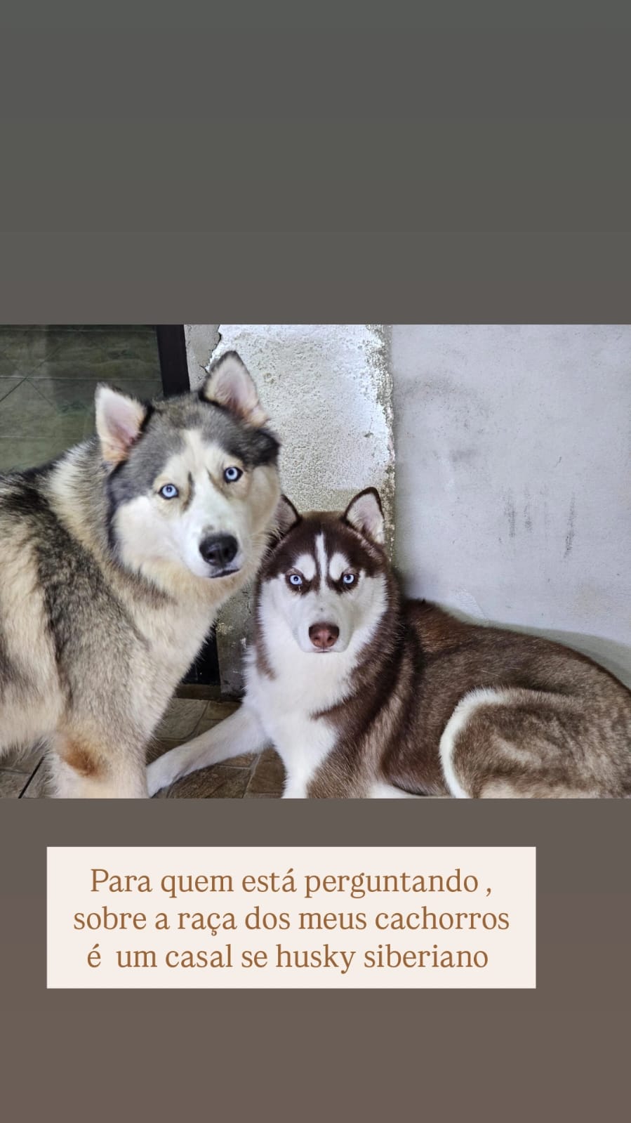 Filhotes de husky siberiano começo de janeiro  - Foto 1