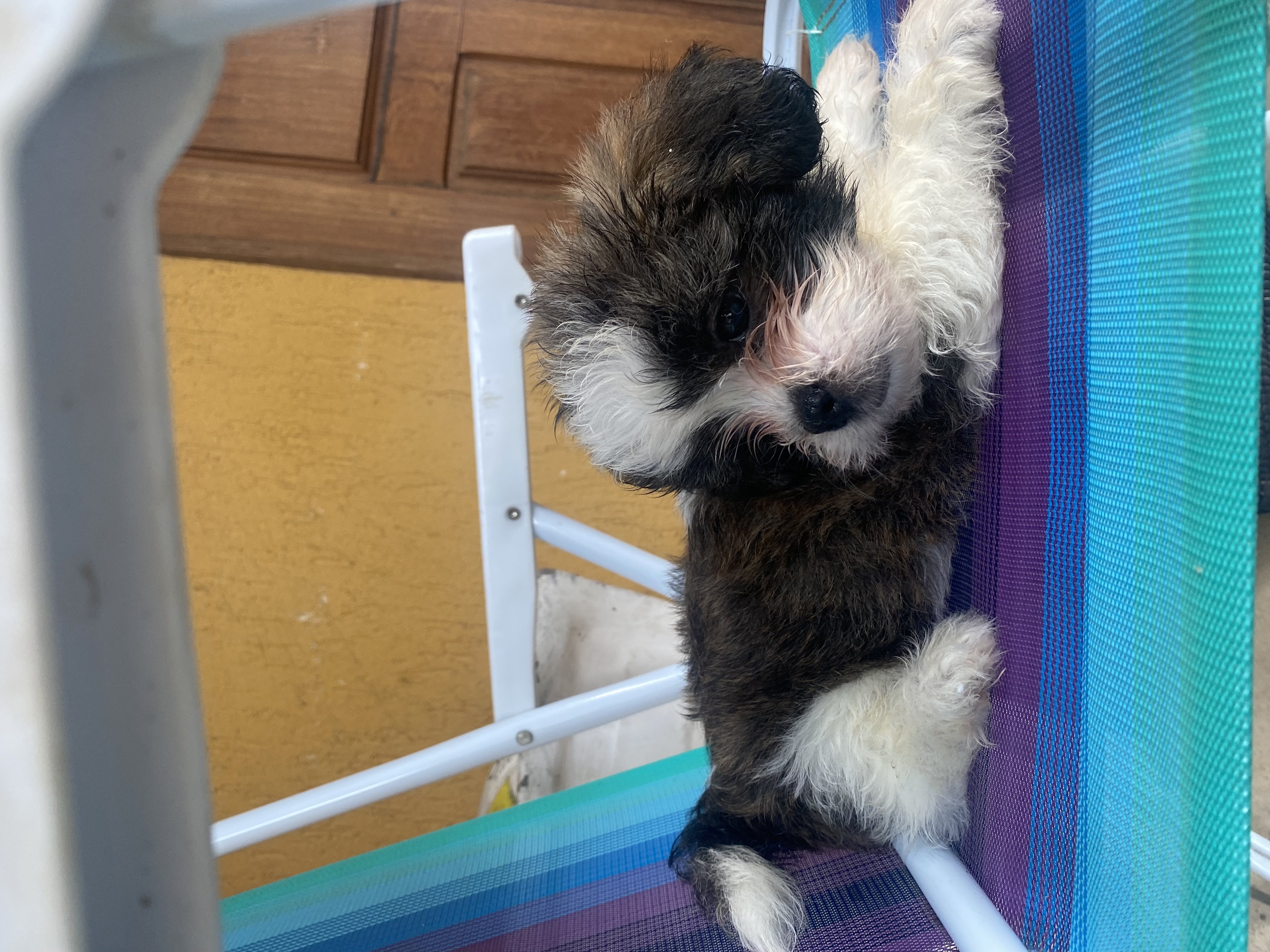 cachorro shih tzu - Foto 3