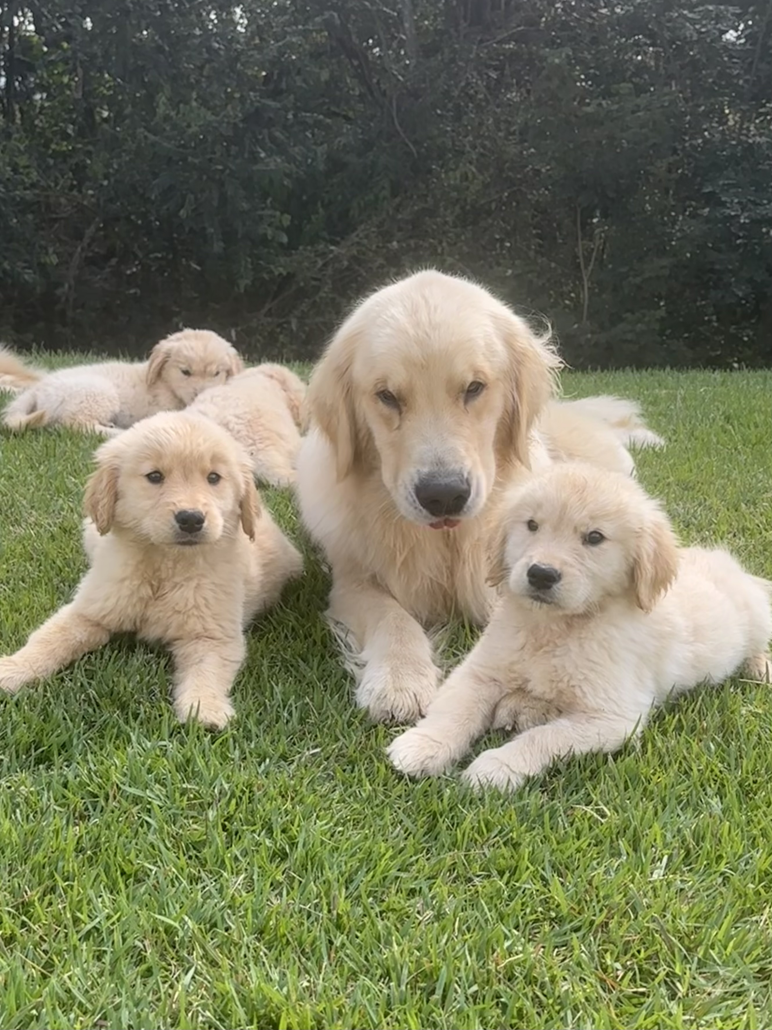 Portal Vendocão Filhotes de Golden Retriever  Betim