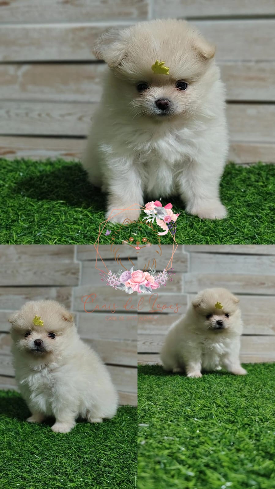 Portal Vendocão Spitz alemão anão  Artur Nogueira 