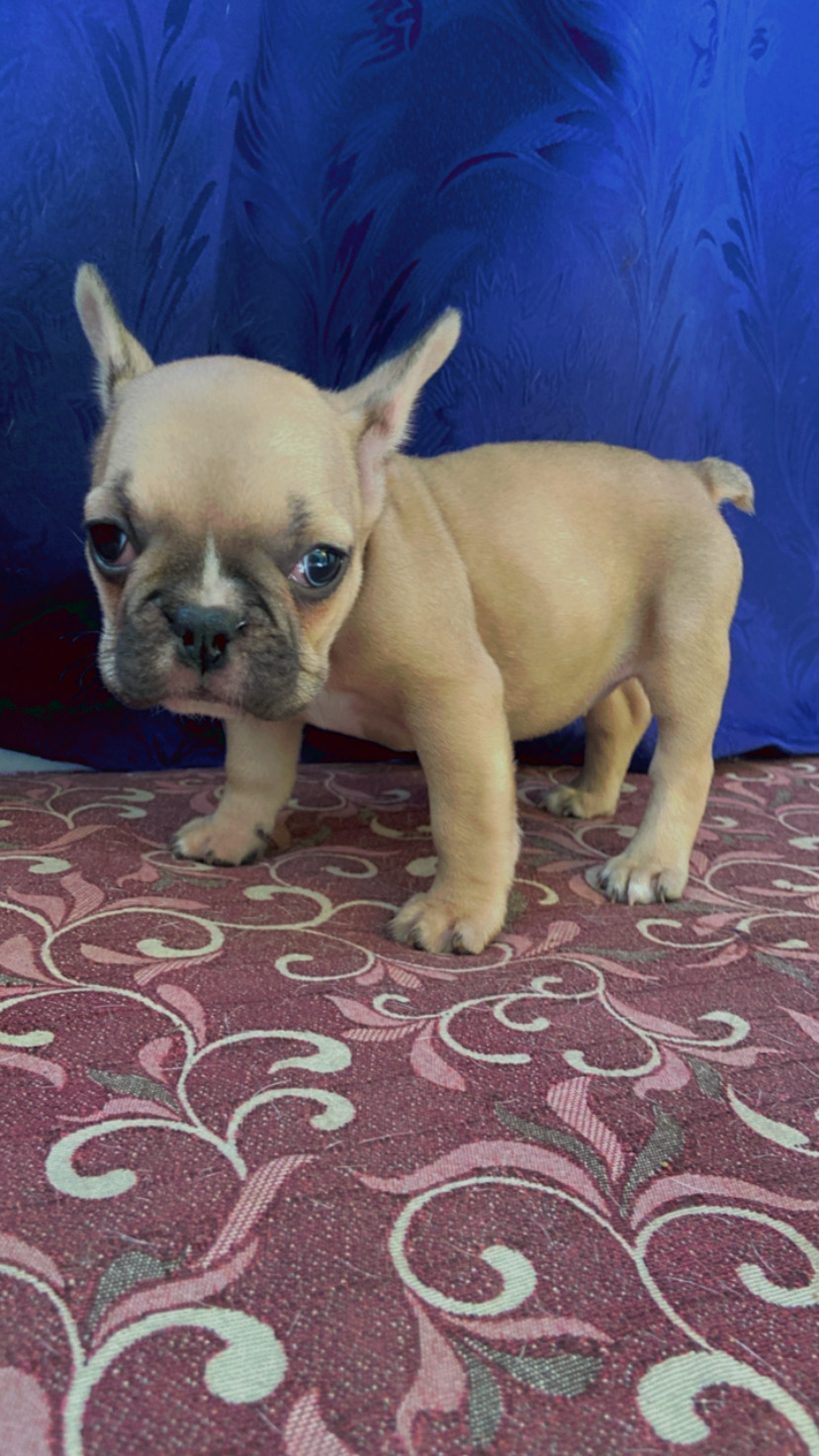 Portal Vendocão Buldogue francês disponível para venda  São Paulo