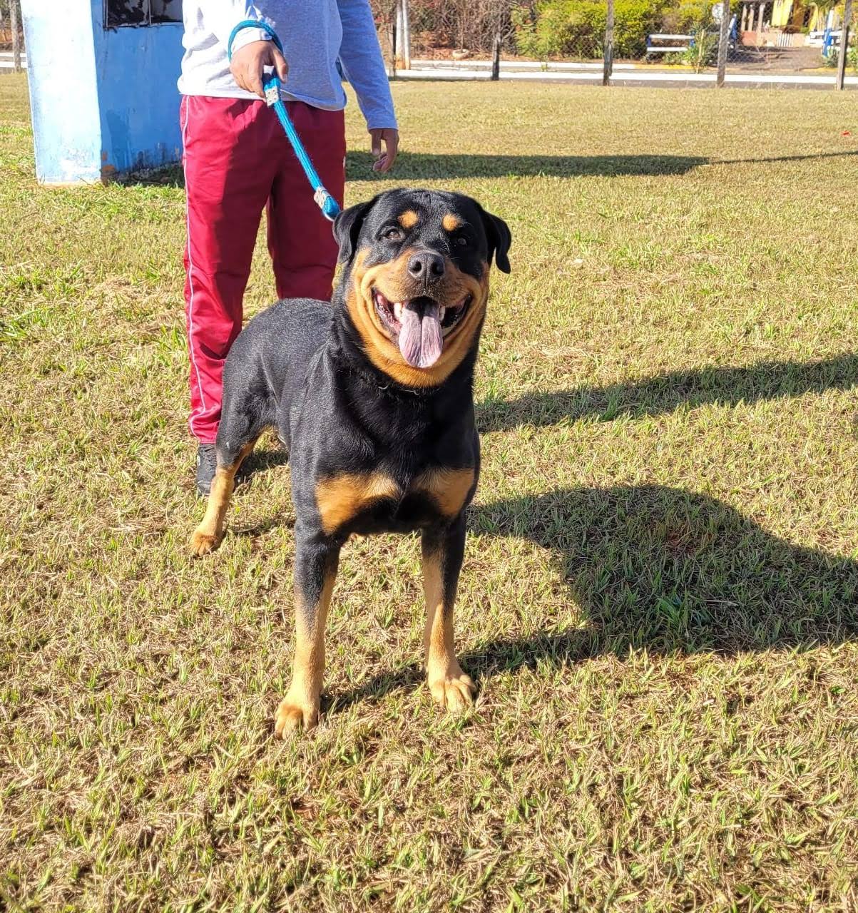 Portal Vendocão Filhotes de Rottweiller Cassia