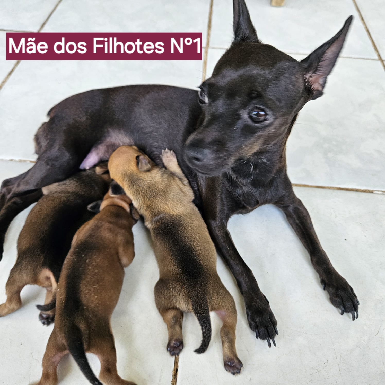 filhotes de Pinscher Macapá 