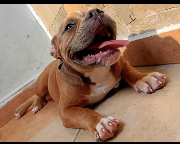 Portal Vendocão American Bully, oportunidade única!  Porto Alegre
