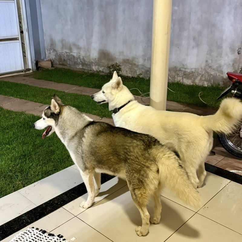 Filhotes de Husky Siberiano com 30 dias de nascidos - Foto 5