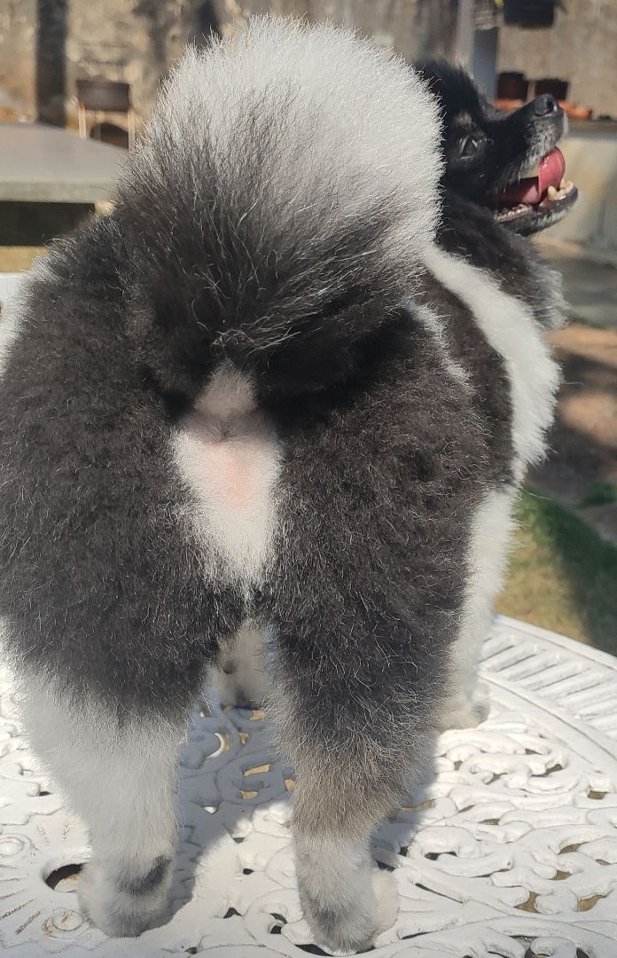 Portal Vendocão Spitz Alemão Anão Adulto  Sete Lagoas