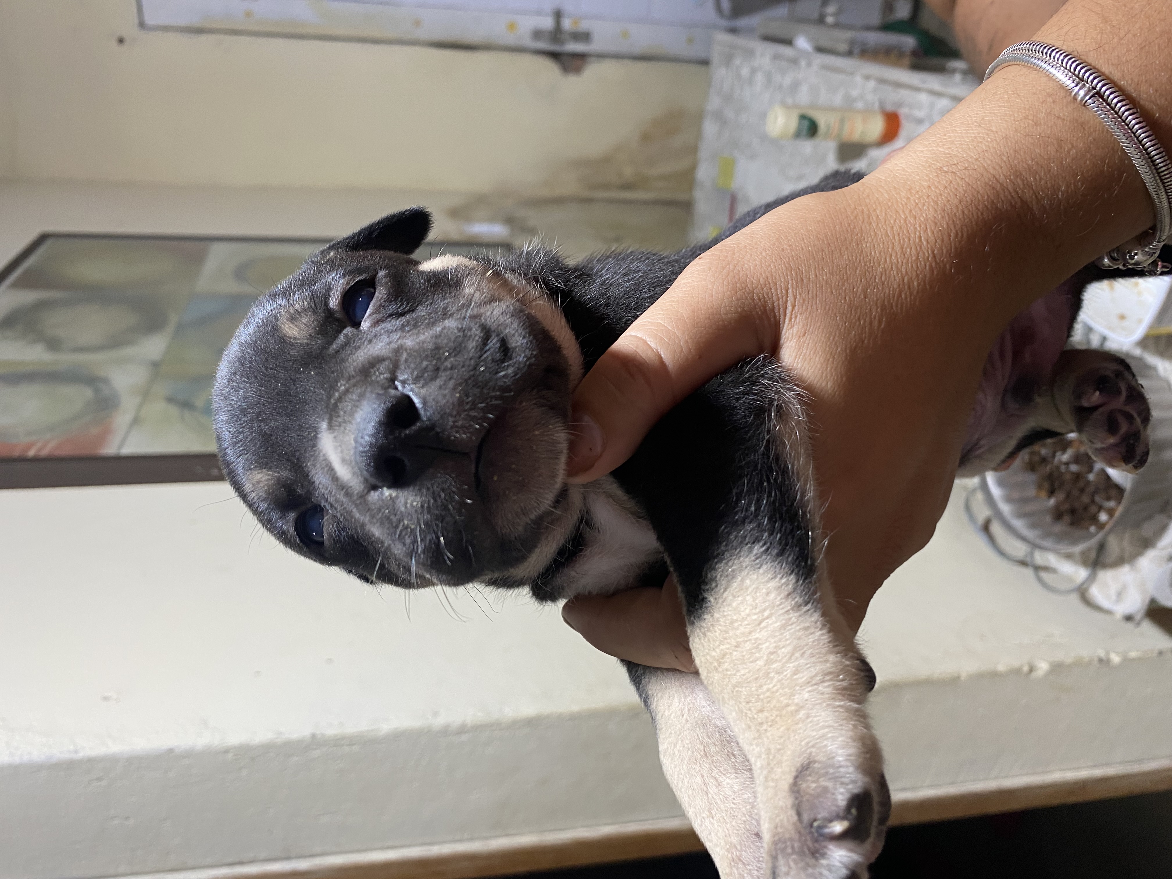 Portal Vendocão Filhotes de Pitbull  Rio de Janeiro 
