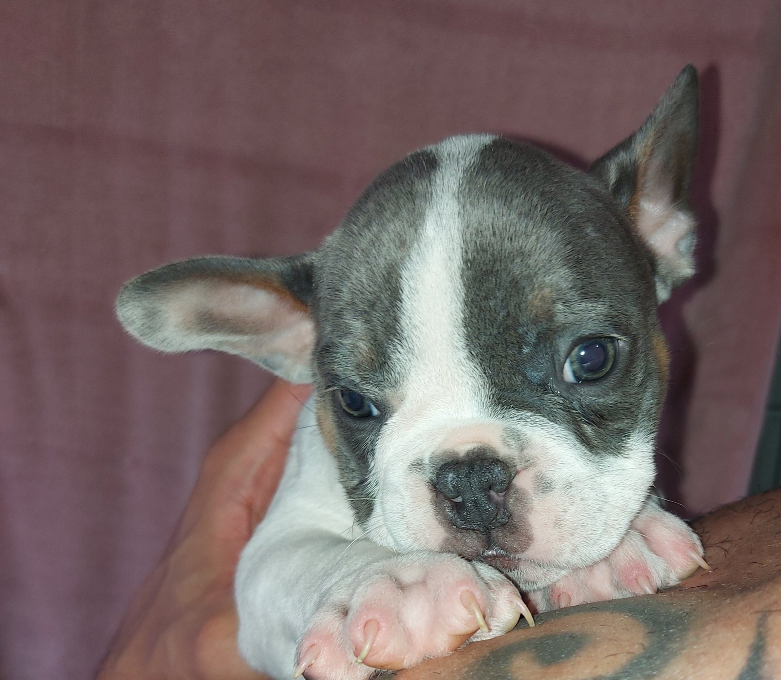 American bully micro  - Foto 1