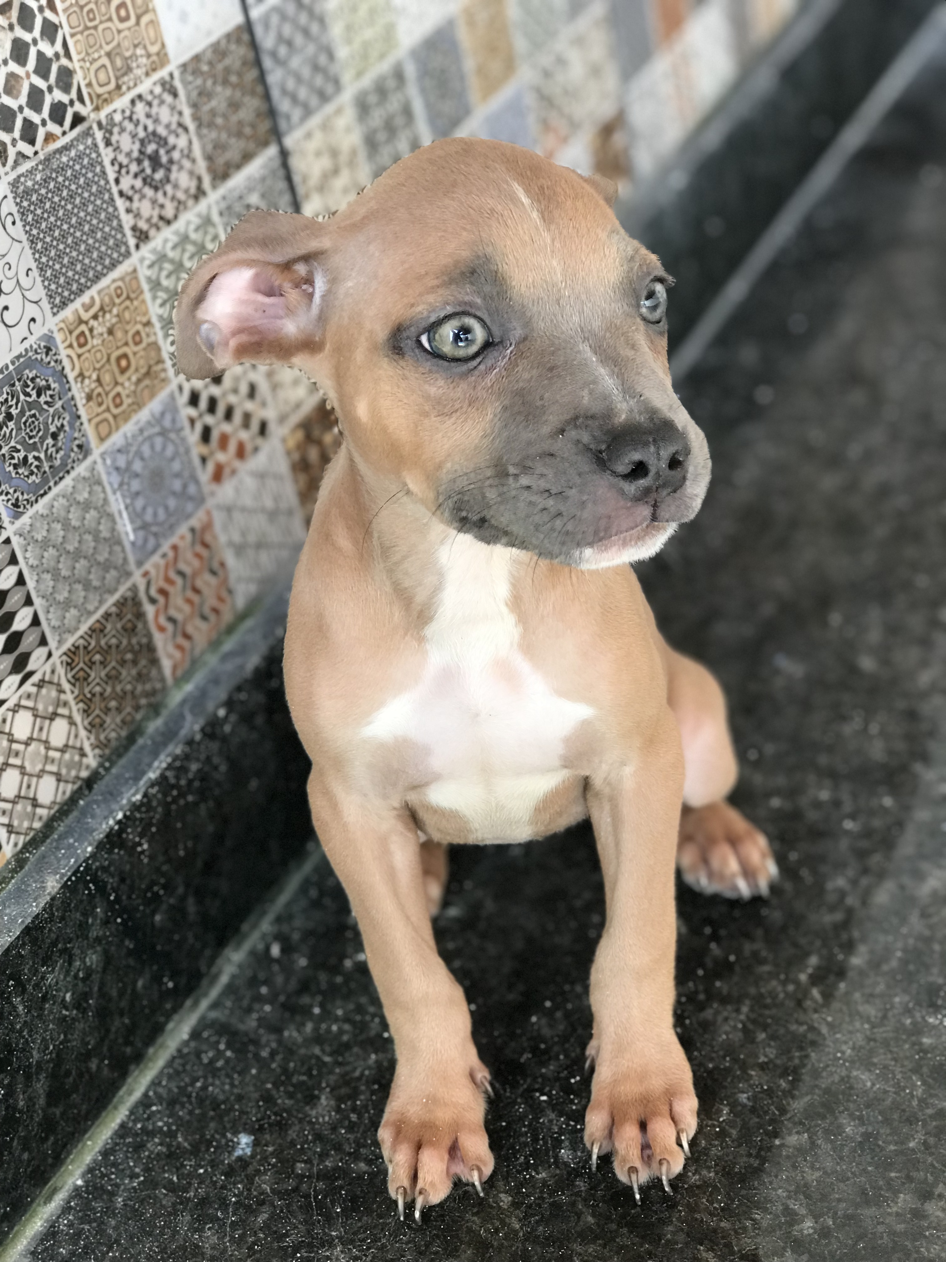 Filhotes de American Bully, 4 fêmeas e 1 macho! Tem 2 pretos( um macho e uma fêmea) - Foto 2