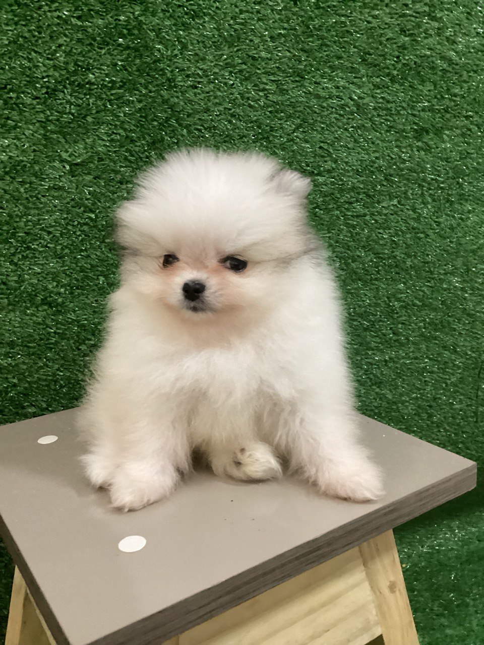 Portal Vendocão Filhotes disponíveis  Brasília