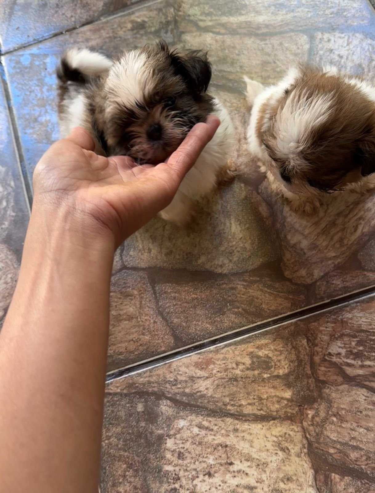 Mini Shih tzu - Foto 1