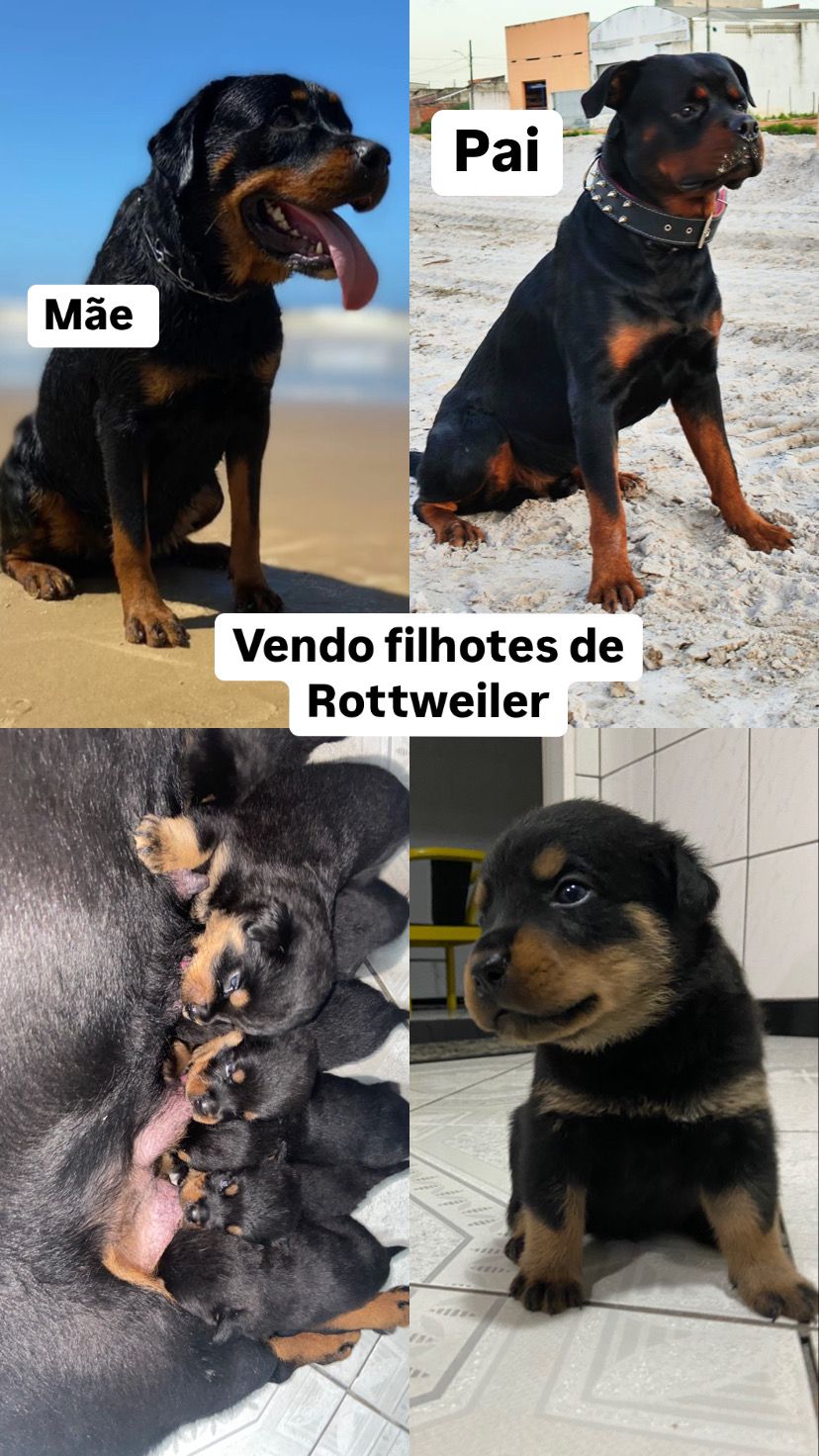 Portal Vendocão  Rottweiler  Aracaju