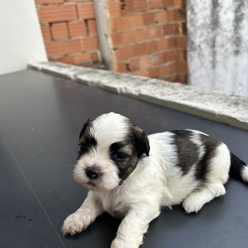 Filhotes de Shih Tzu