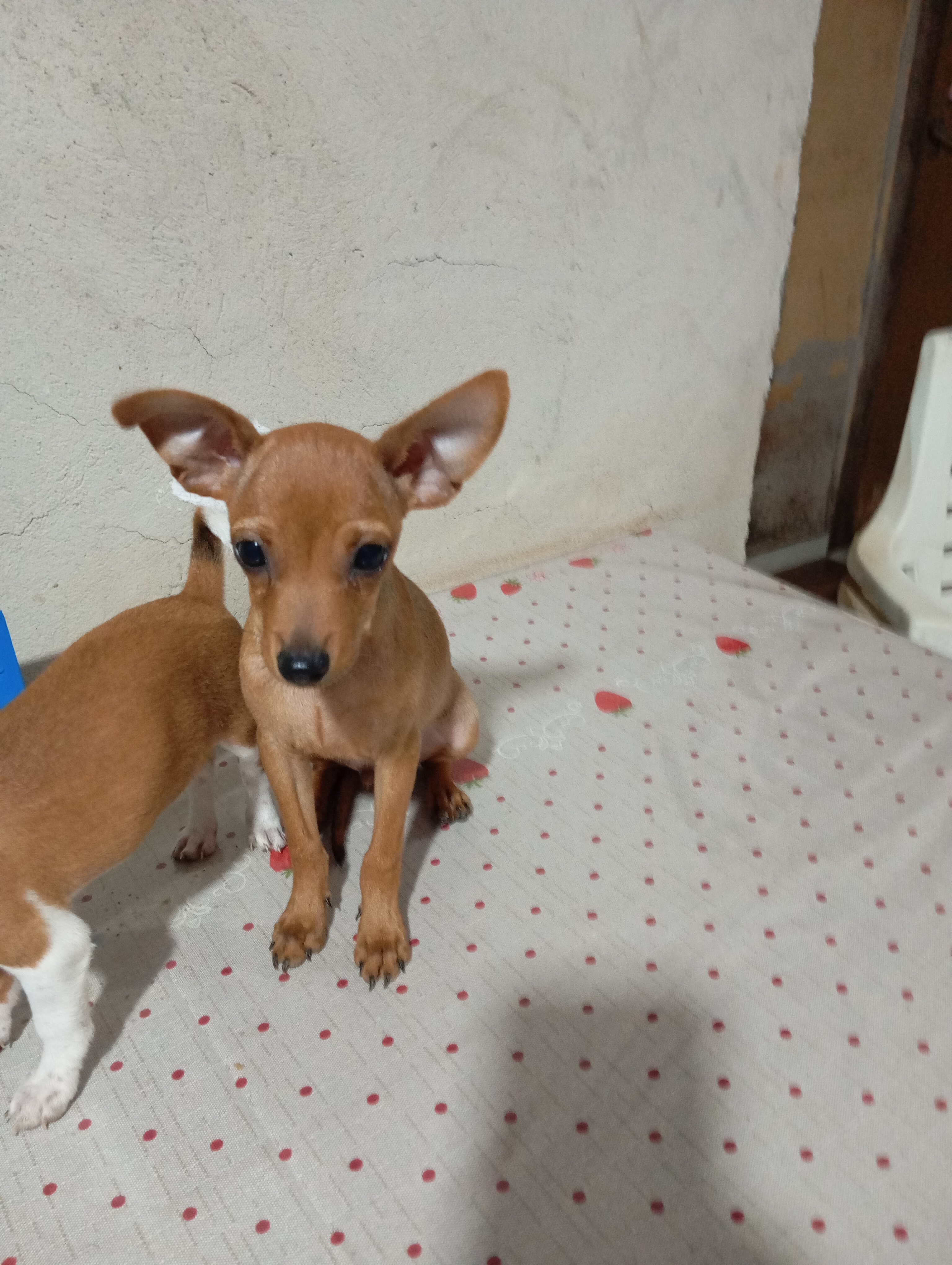 Portal Vendocão Vendo Pincher  PORTO VELHO