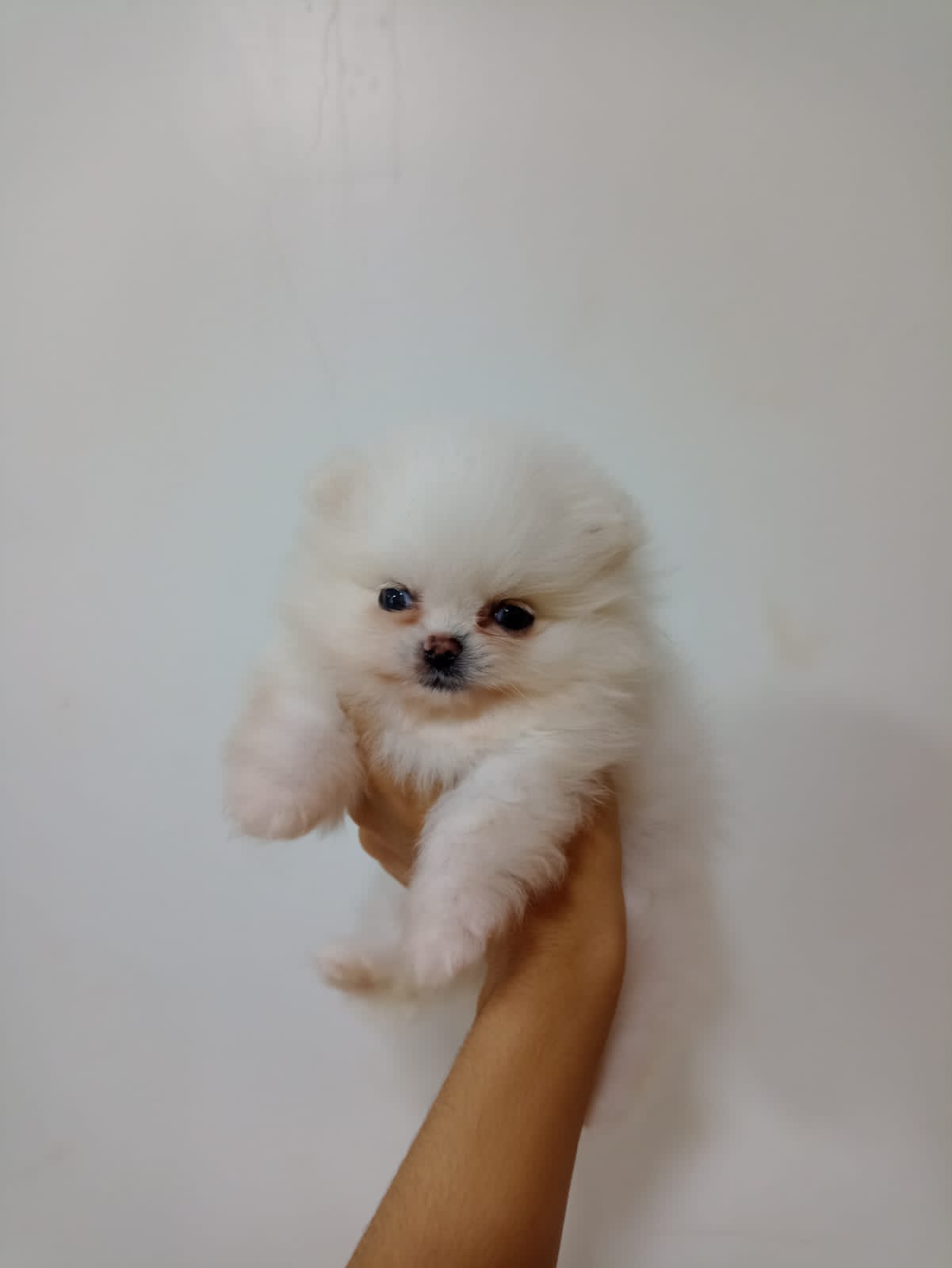 Portal Vendocão Filhotes disponíveis  Brasília