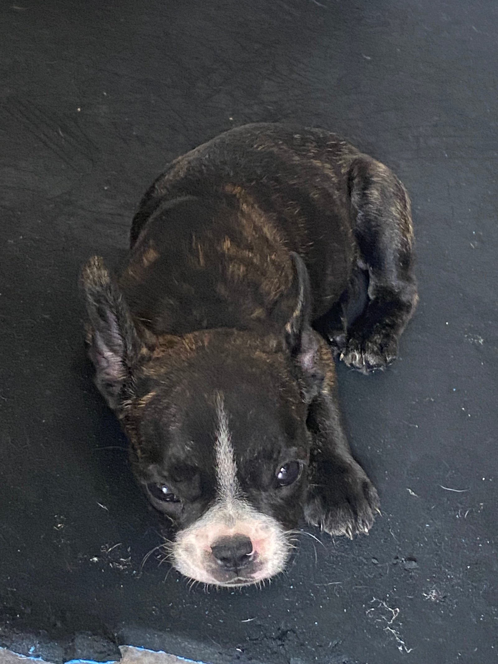 Buldogue francês  - Foto 5