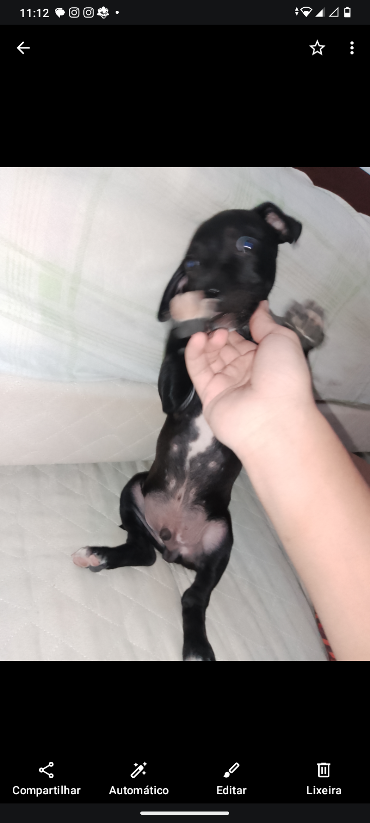 Portal Vendocão Vendo Pitbull Filho vacinado v10 Votorantim 