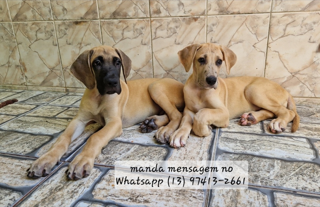 Filhotes Dogue Alemão