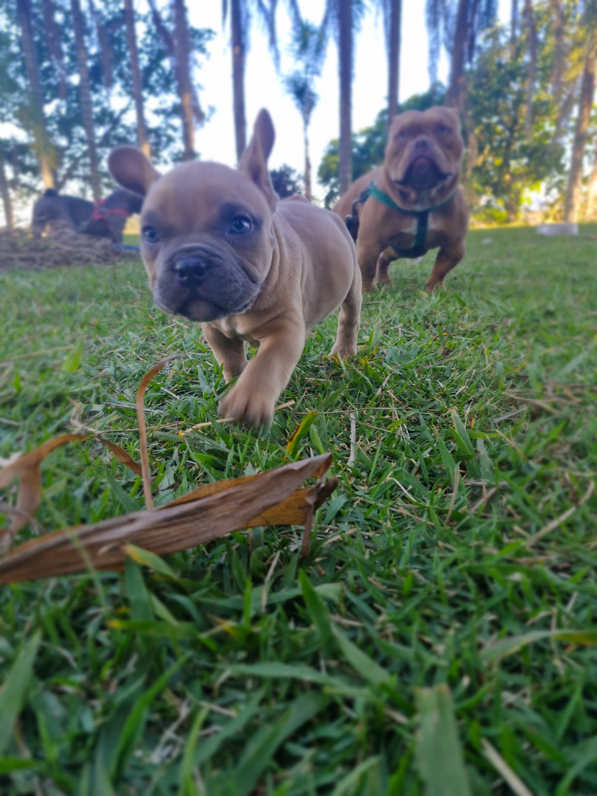 Portal Vendocão American Bully Micro São Paulo, Jundiaí e Região