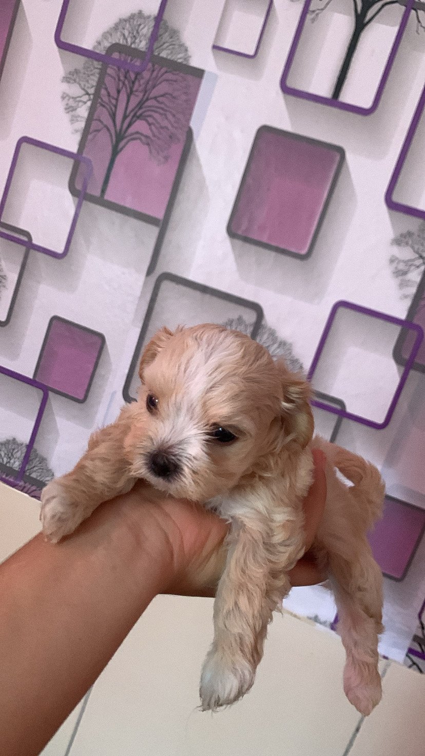 Filhotes de shih tzu  - Foto 1