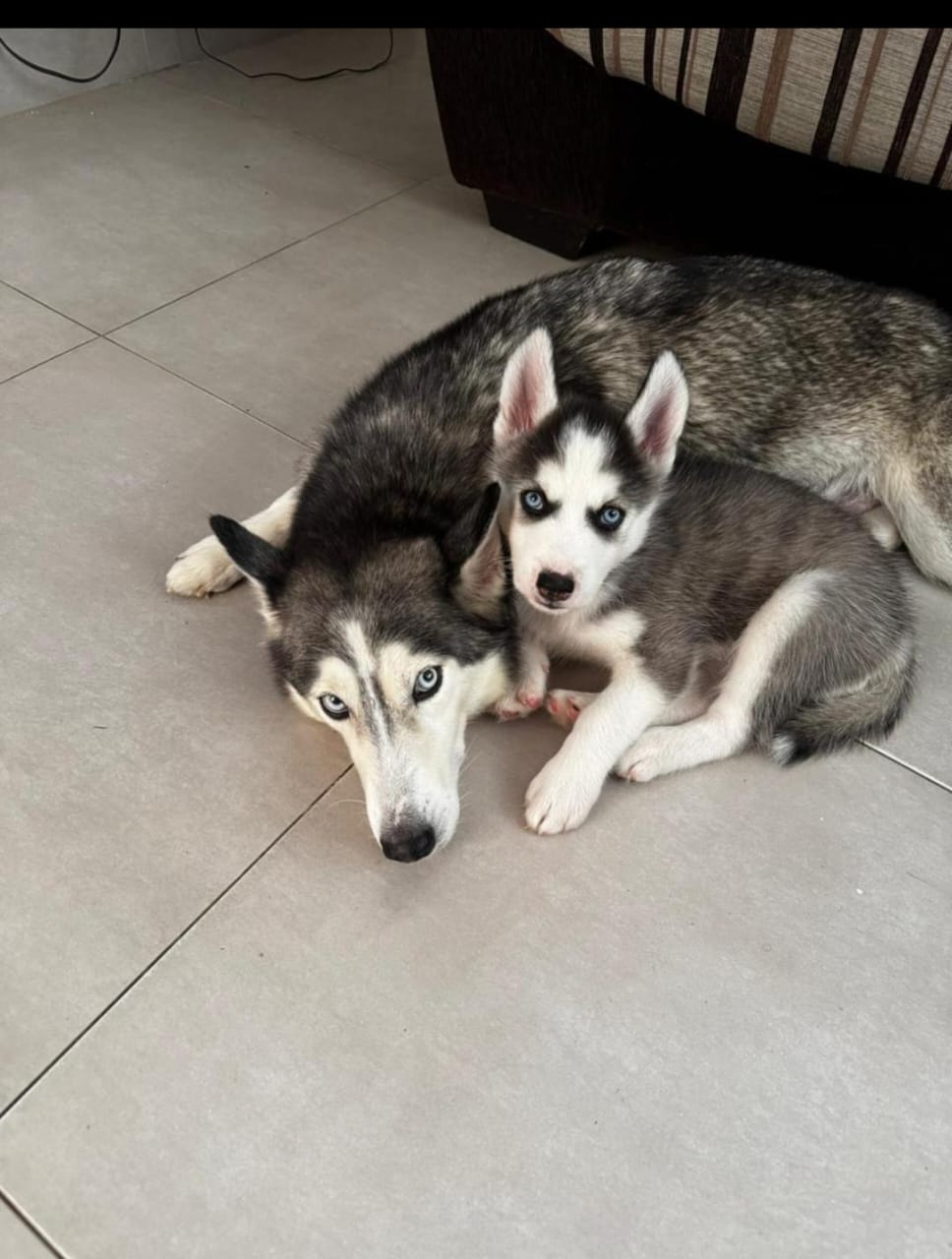 Husk siberiano  - Foto 1