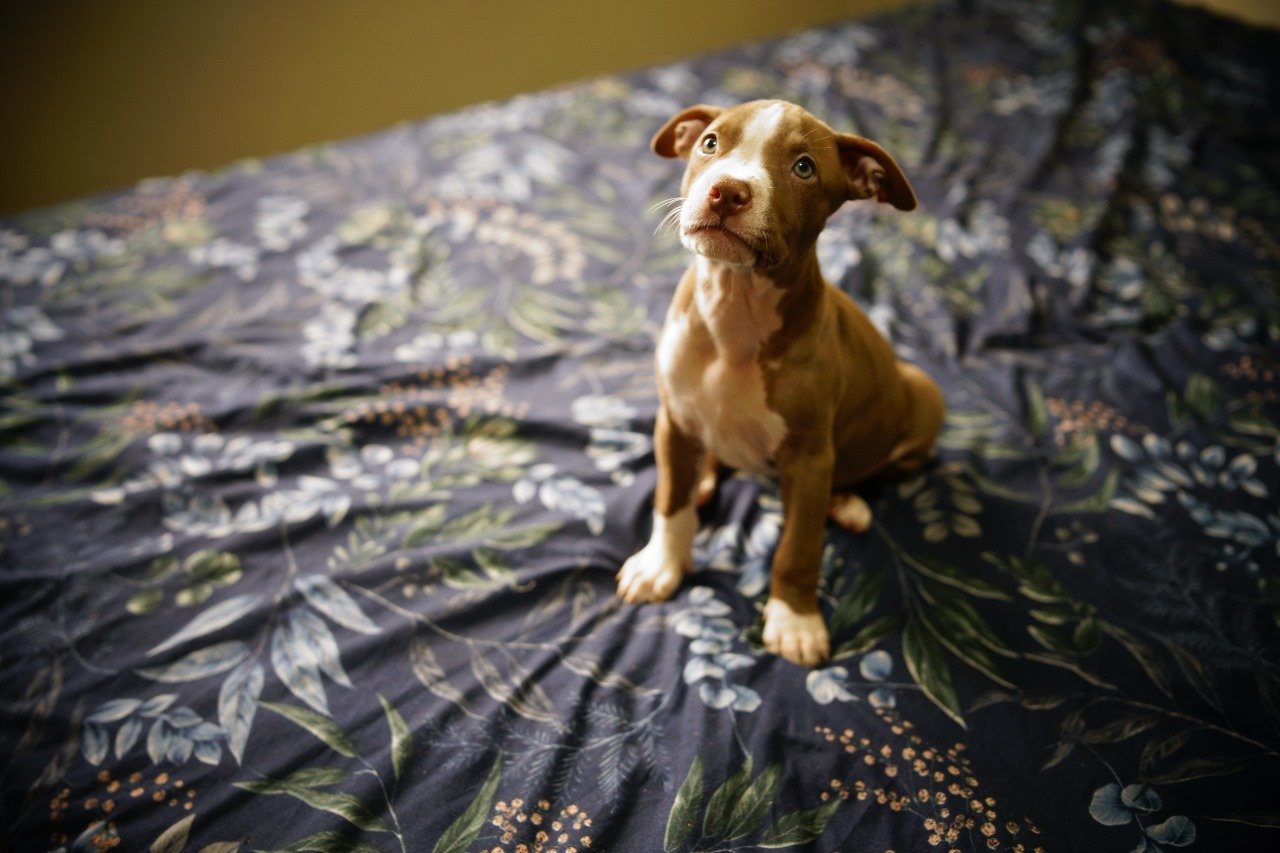 Filhotes Pitbulls - Foto 1