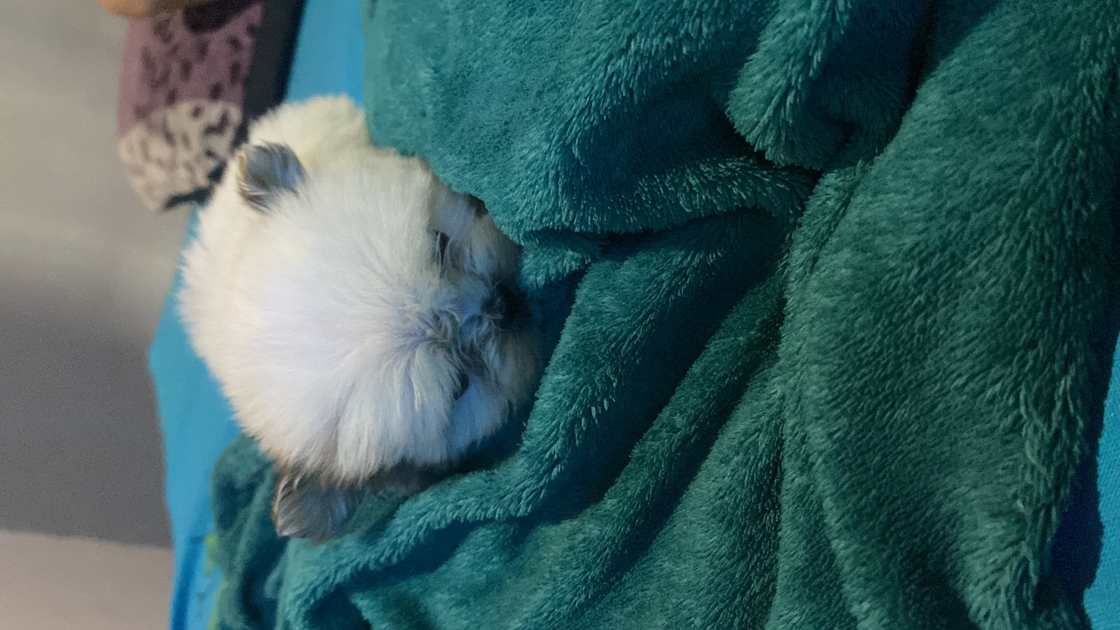 Portal Vendocão Filhote de shih tzu micro Pilar
