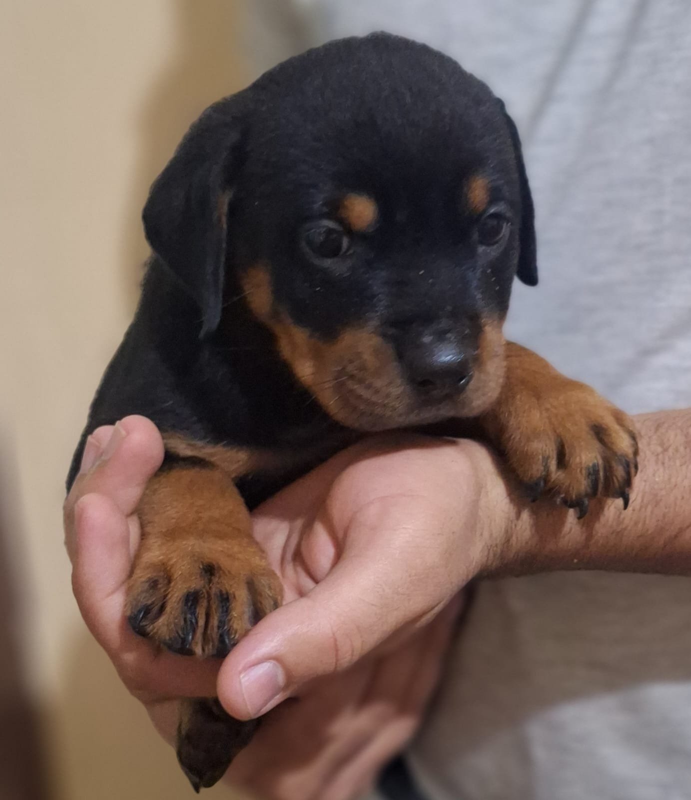 Rottweiler filhote  - Foto 2