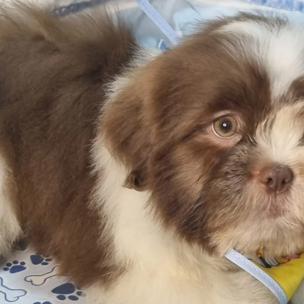 Portal Vendocão Shihtzu Macho Chocolate 5 Meses curitiba