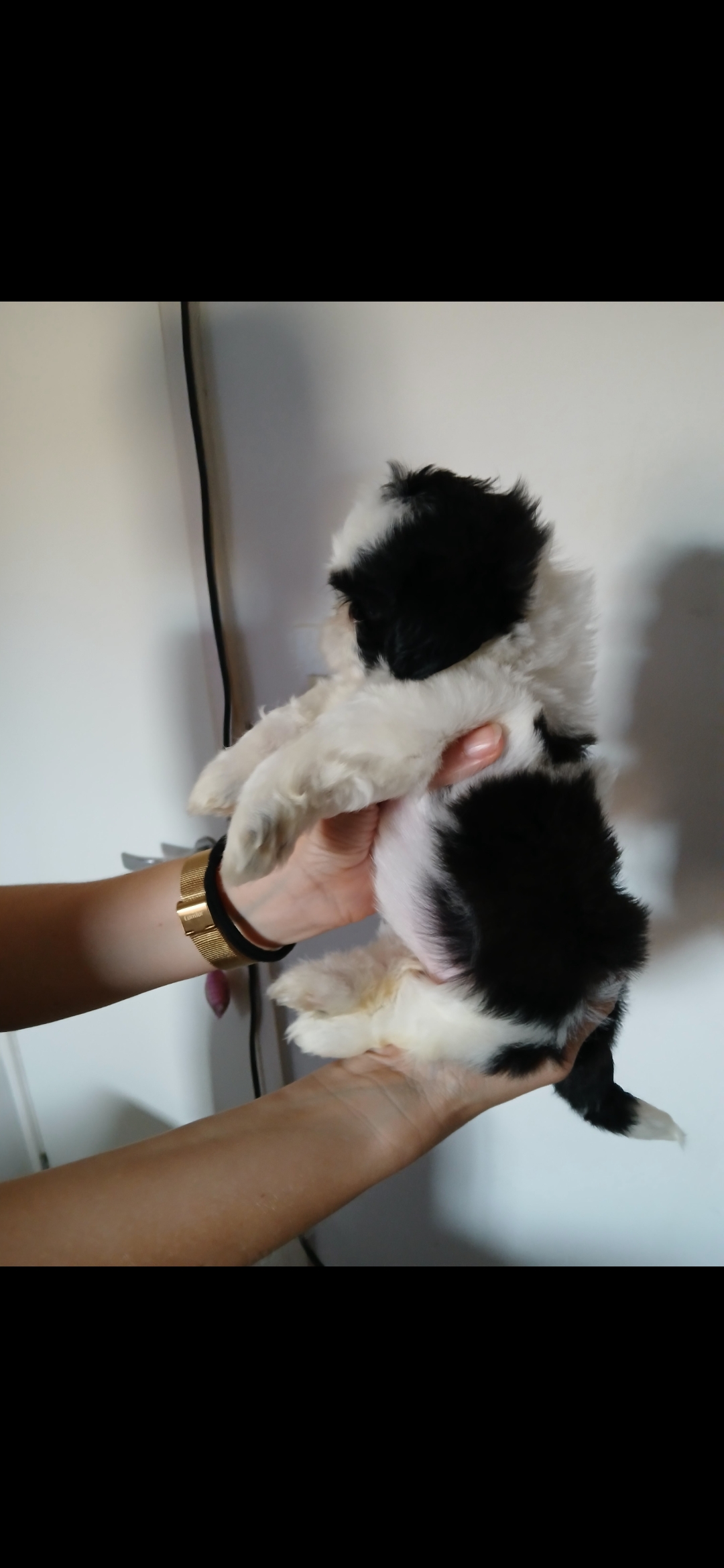 Portal Vendocão Vendo Filhote Shihtzu  Feira de Santana 