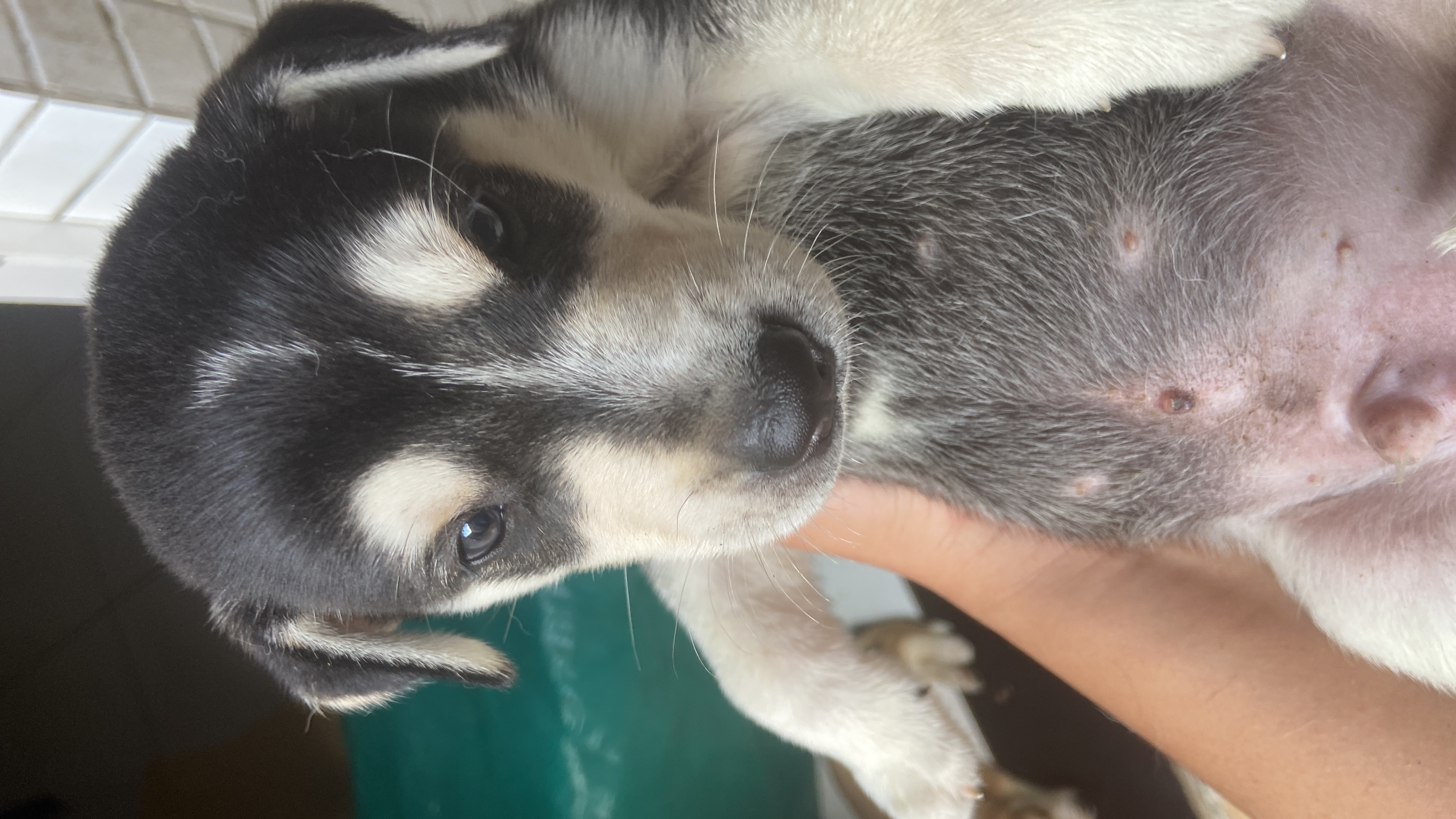 Filhote de Husky siberiano a venda - Foto 3