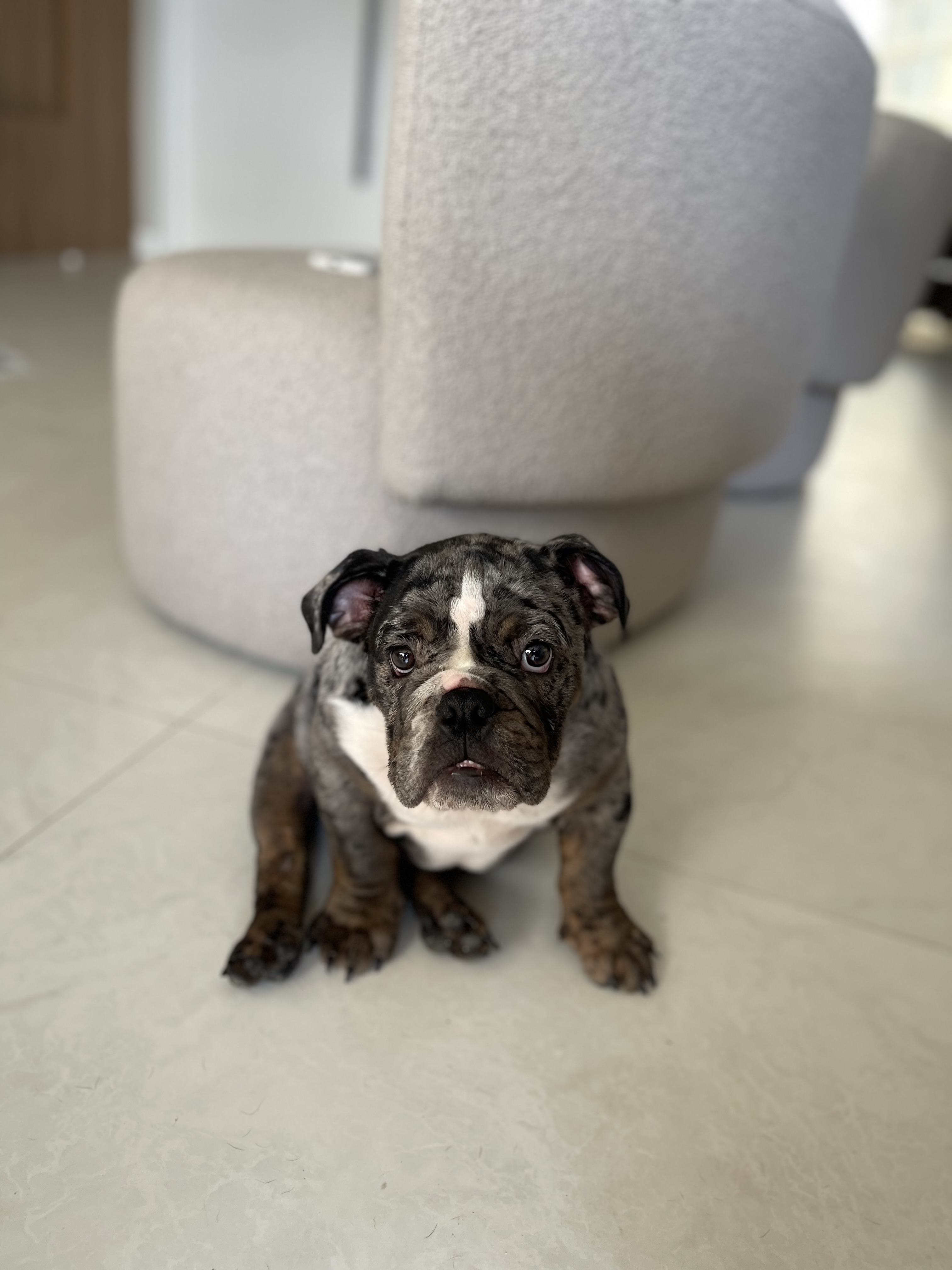 Portal Vendocão Filhote de bulldog inglês 4 meses  Salvador 