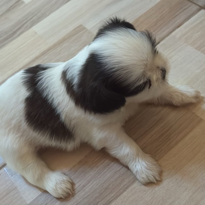 vendo lindos filhotes de shtih tzu macho - Foto 2