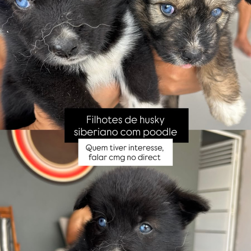 Cruzamento de Husky e poodle - Foto 1