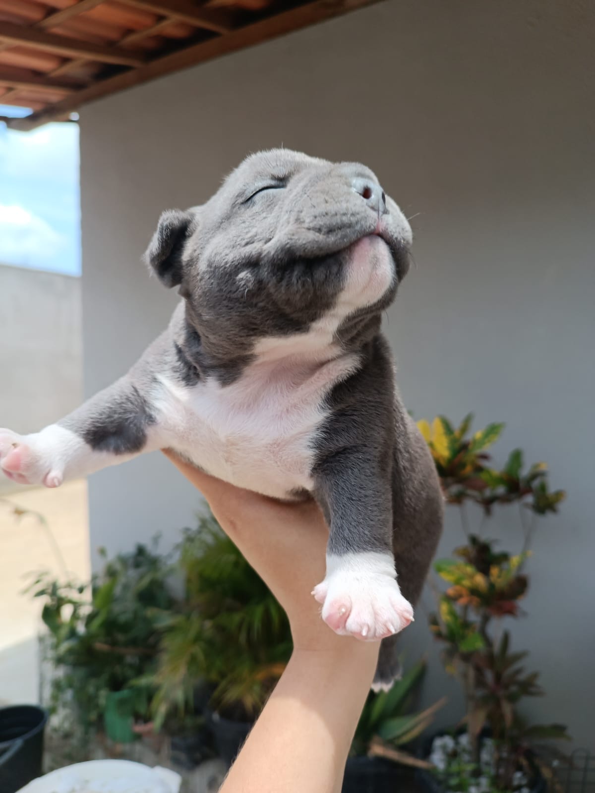 Portal Vendocão American Bully com Pedigree FEIRA DE SANTANA