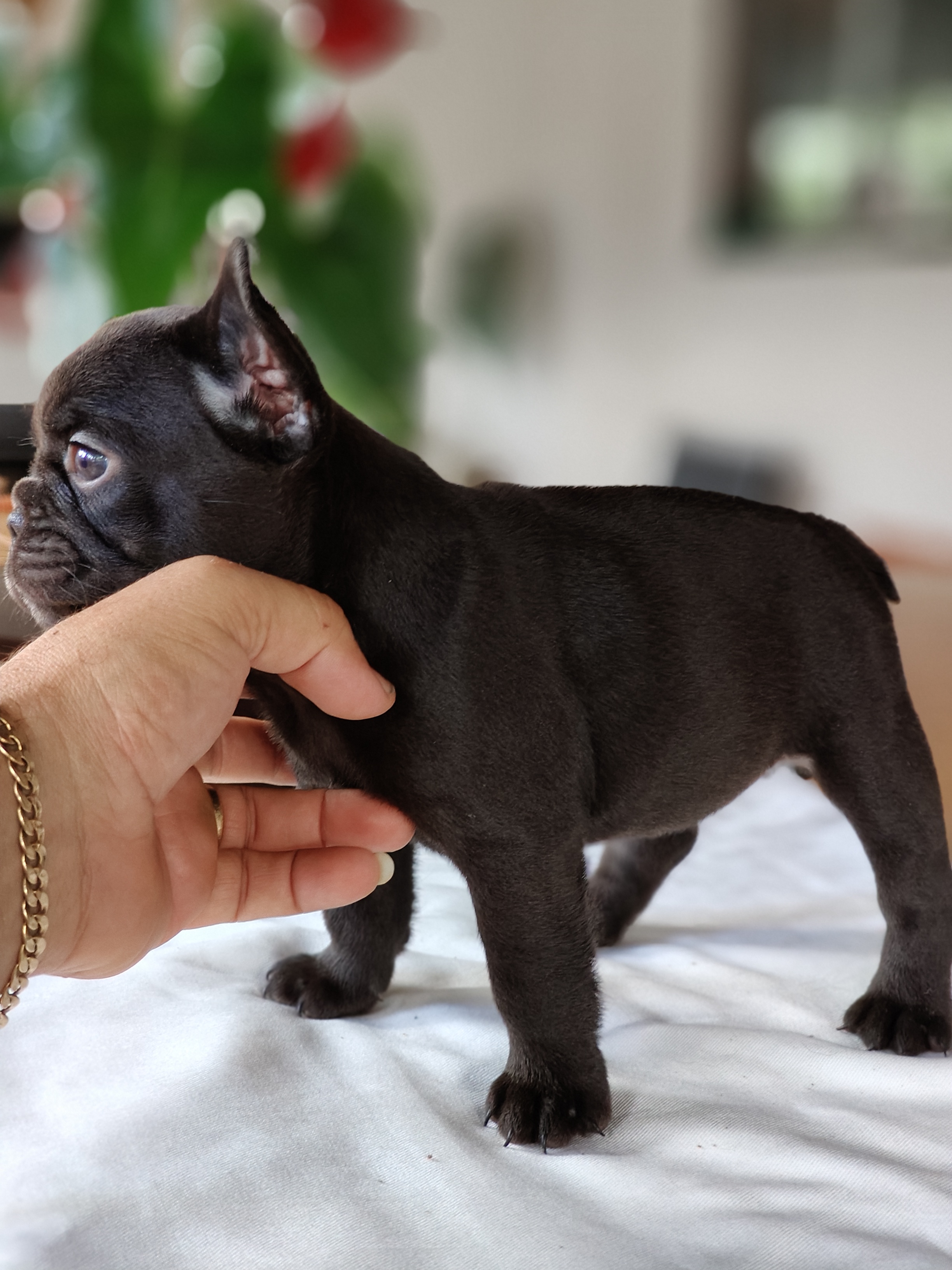 Portal Vendocão Vendo filhote de Bulldog francês  Goiânia