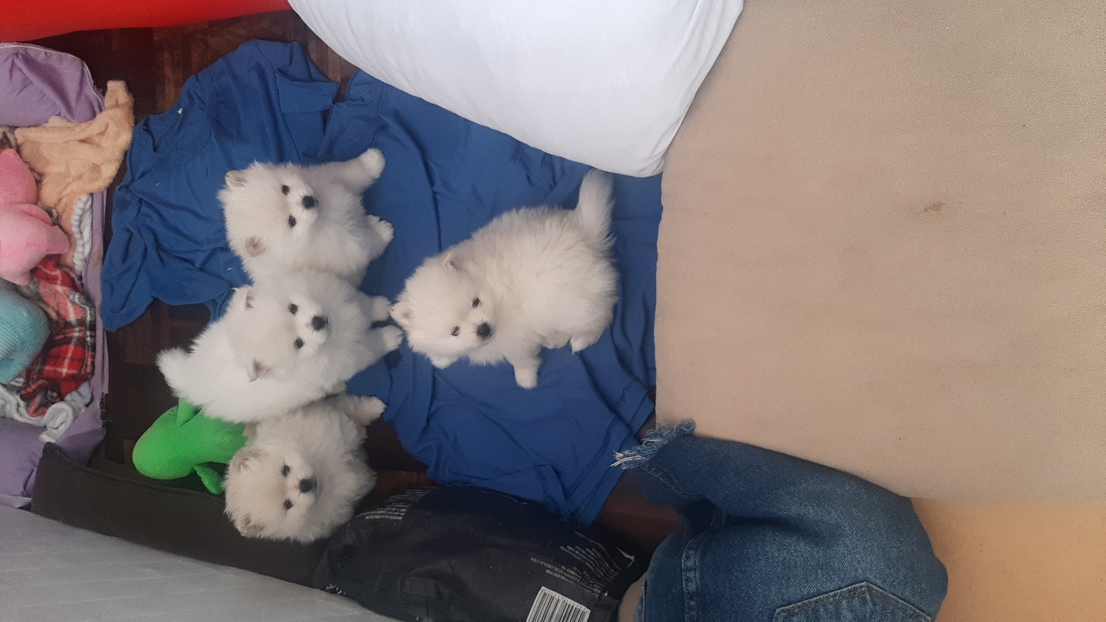 Filhotes de Spitz Alemão  - Foto 3
