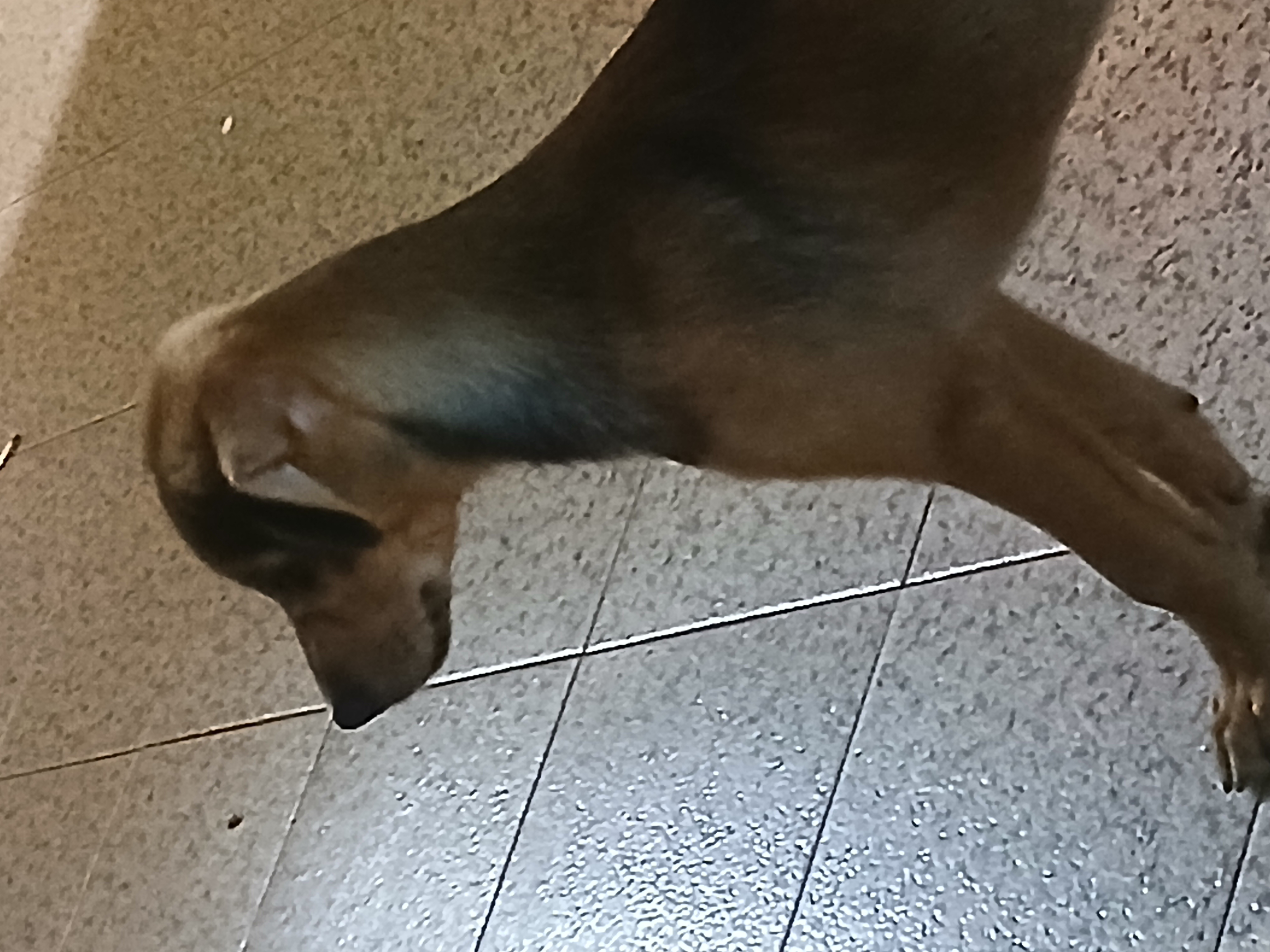 Portal Vendocão Vendo filhote de labrador Fortaleza