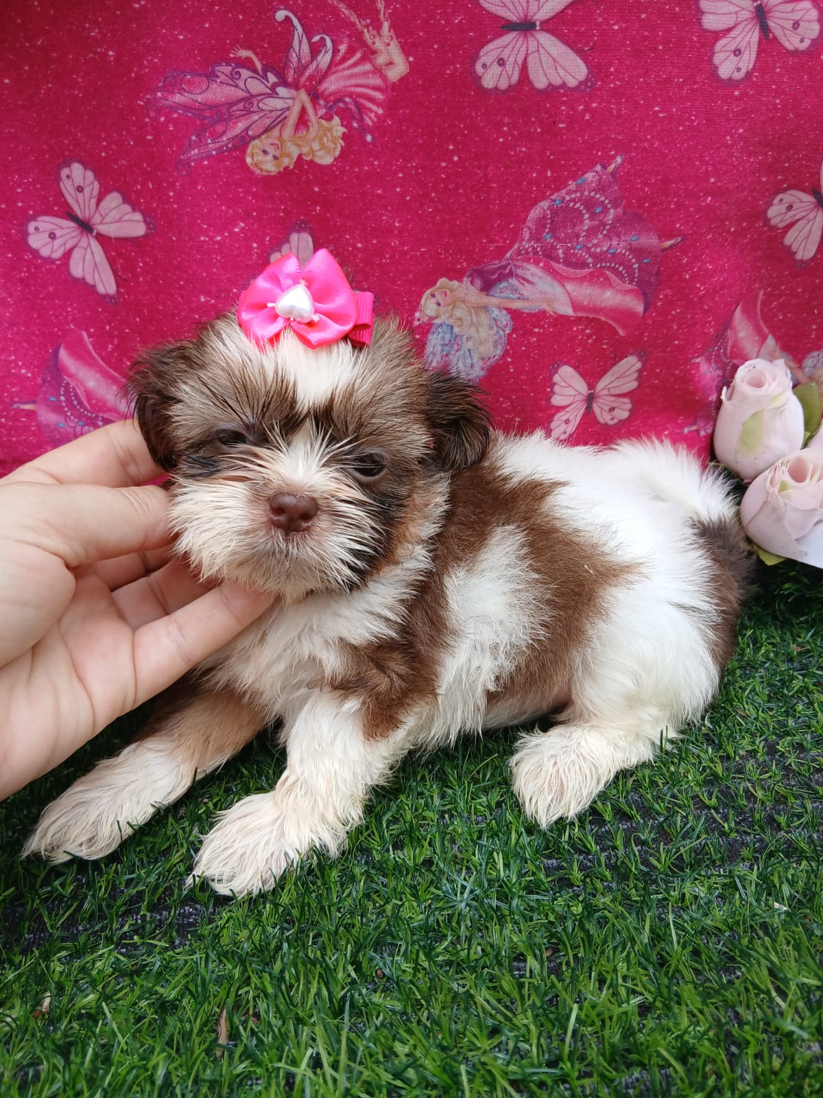 Shitzu fêmea com pedigree filhotes - Foto 4