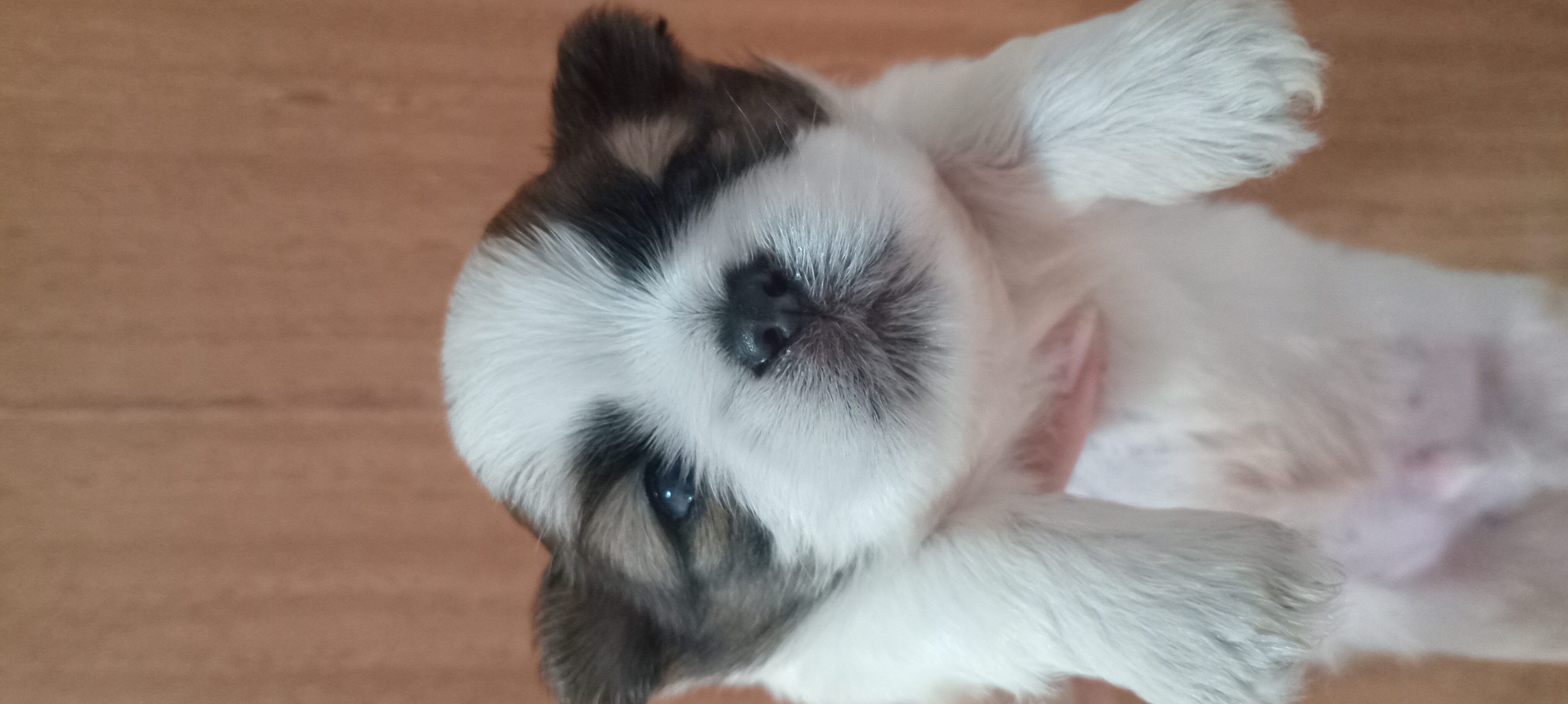 Shih tzu macho - Foto 1