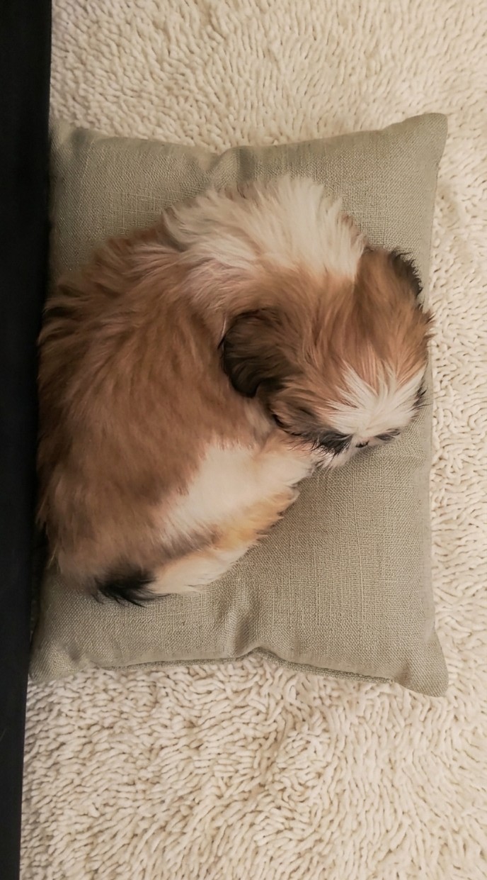 Filhote Shih Tzu macho - Foto 2