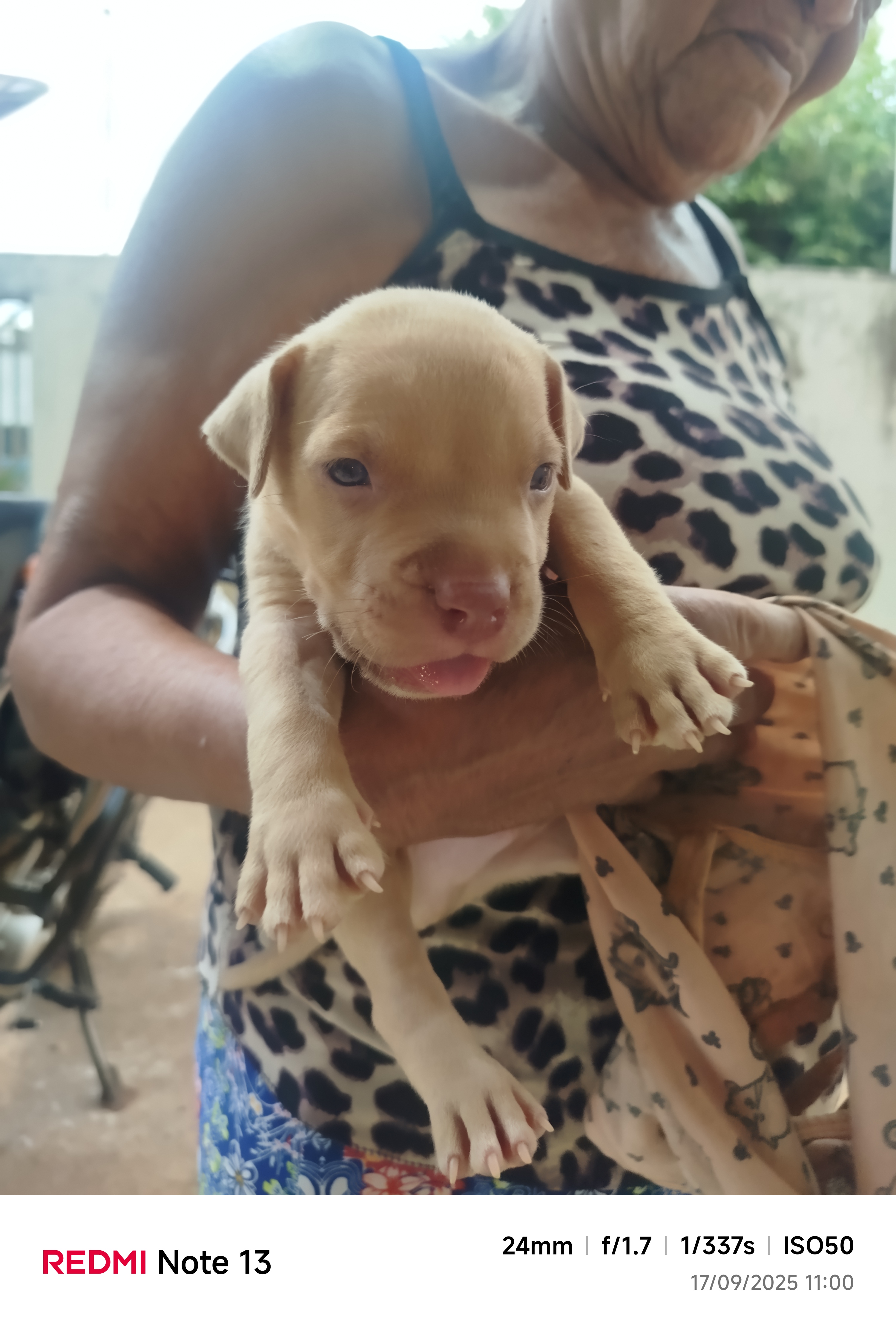 Portal Vendocão Filhotes Pitbulls  Colinas do Tocantins