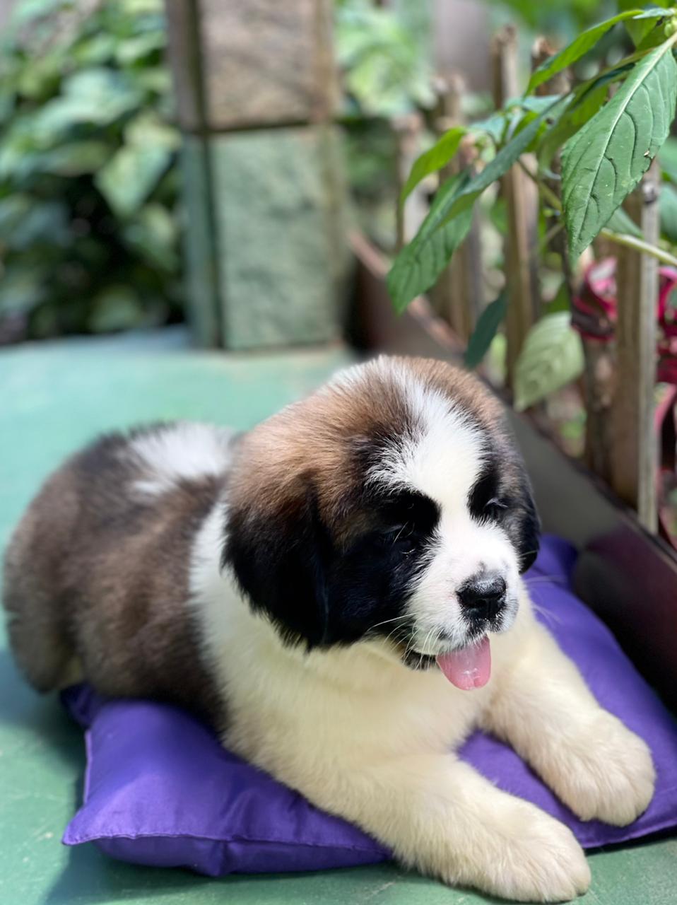 Portal Vendocão Belos Filhotes São Bernardo sumare