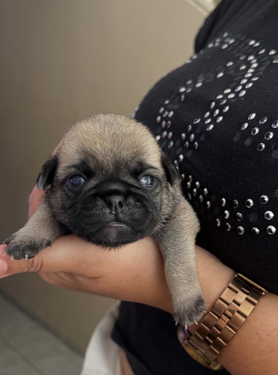 Portal Vendocão Pug Recife