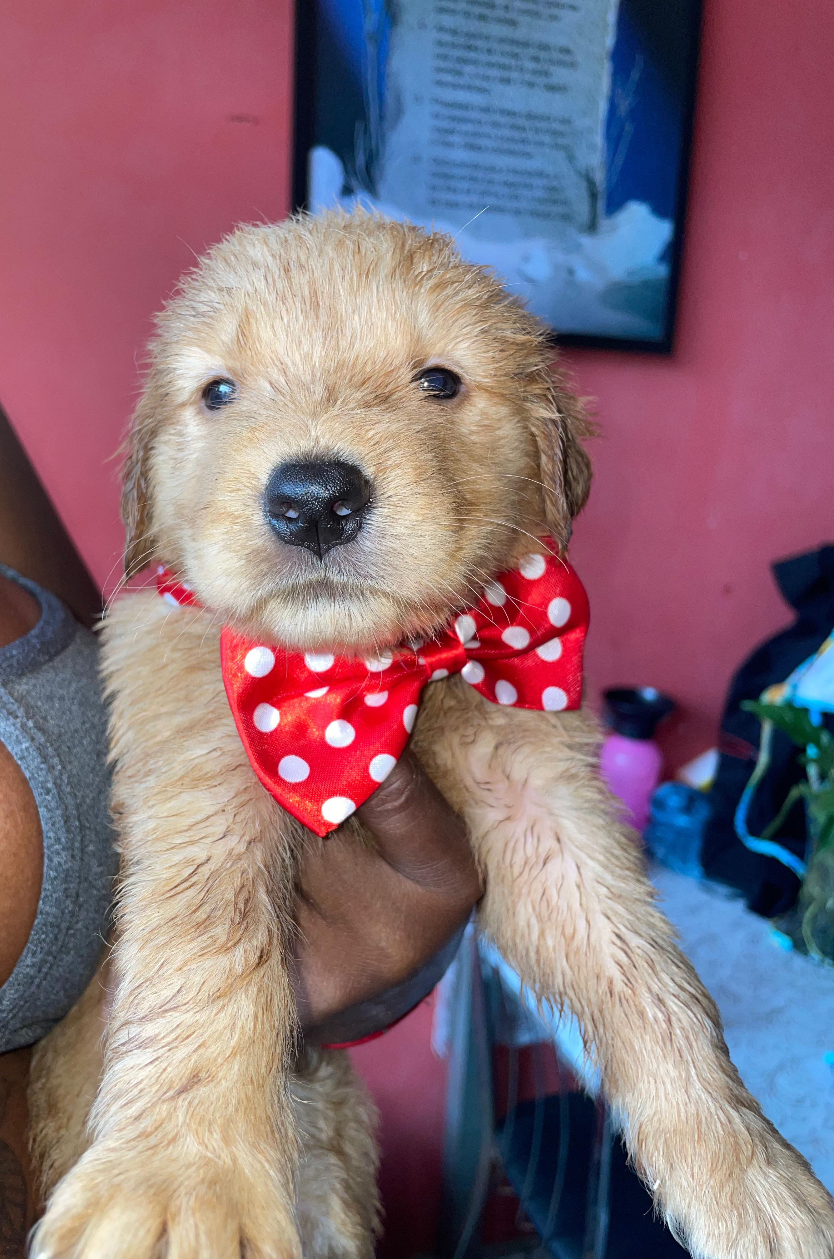Portal Vendocão Golden Retriever RIO DE JANEIRO