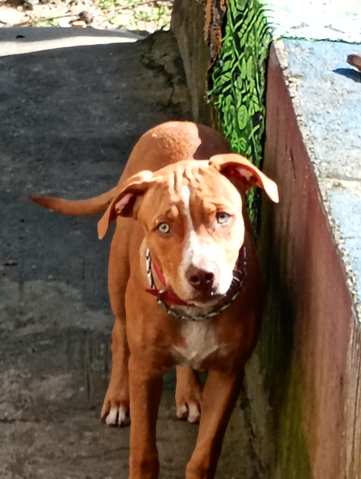 Filhote de PitBull - Foto 2